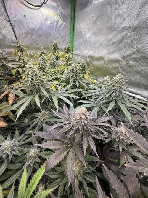 Devils Cookies (SSSC US Strain Cup). Week 14 - 21.6.26 Pheno 1