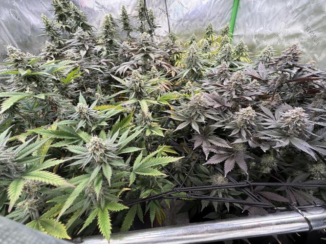 Devils Cookies (SSSC US Strain Cup). Week 14 - 21.6.26 Full yield 