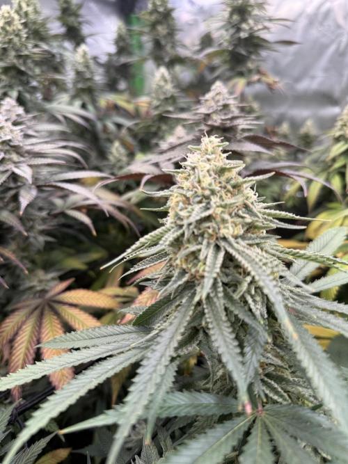 Devils Cookies (SSSC US Strain Cup). Week 14 - 21.6.26 Pheno 2 
