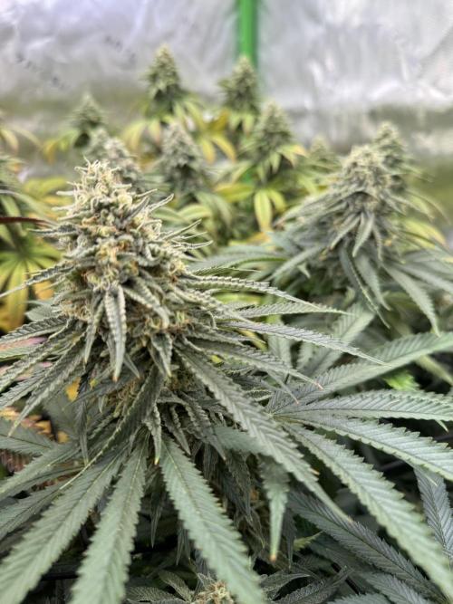 Devils Cookies (SSSC US Strain Cup). Week 14 - 21.6.26 Pheno 2 