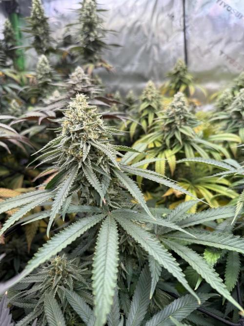Devils Cookies (SSSC US Strain Cup). Week 14 - 21.6.26