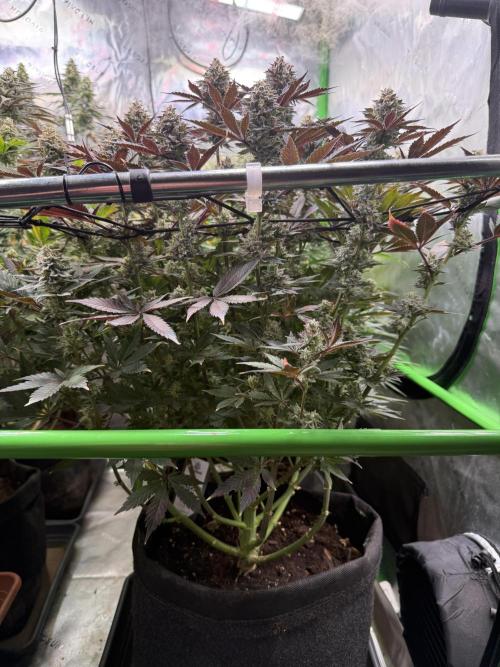Cosmic Raiser. Week 14