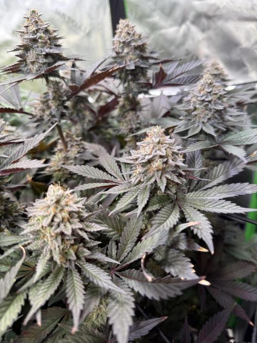 Cosmic Raiser. Week 14
