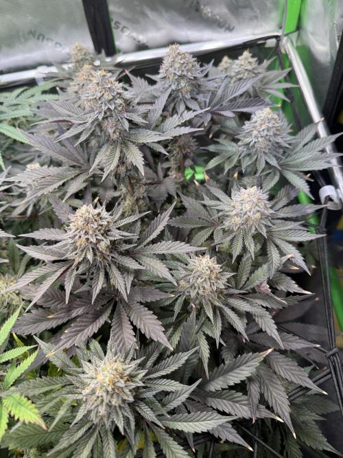 Cosmic Raiser. Week 14