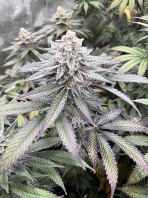 Cosmic Raiser. Week 14