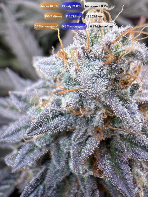 Cosmic Raiser. Week 14