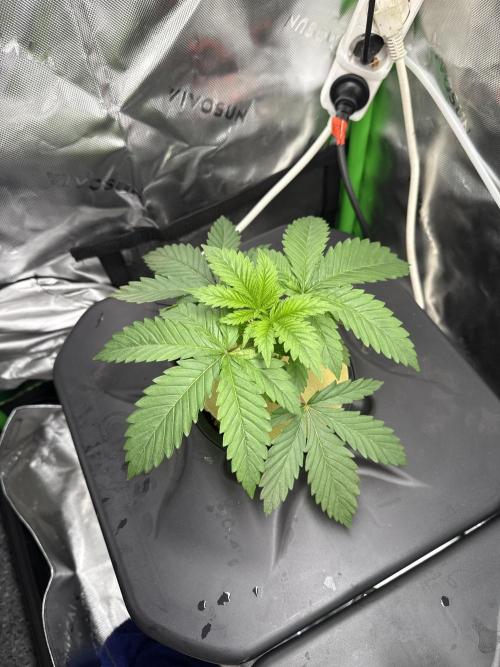 Sensi Star by Paradise Seeds. Week 2