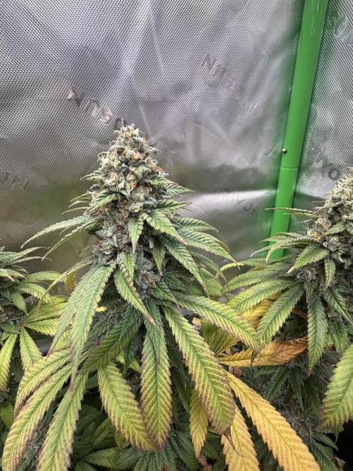 Devils Cookies (SSSC US Strain Cup). Week 15