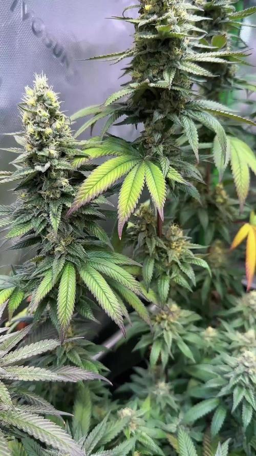 Devils Cookies (SSSC US Strain Cup)