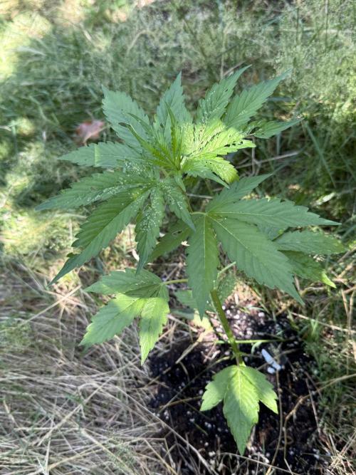 Pandora by Paradise Seeds. Week 2