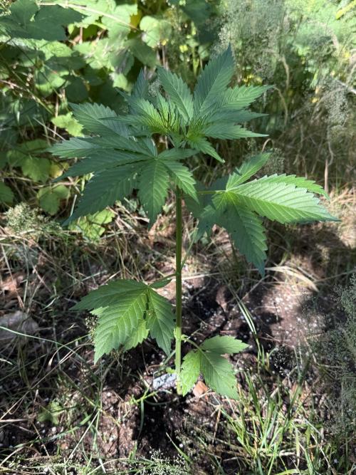 Auto Kong 4 by Paradise Seeds. Week 2
