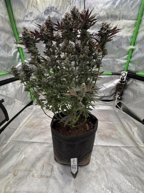 Cosmic Raiser. Week 16