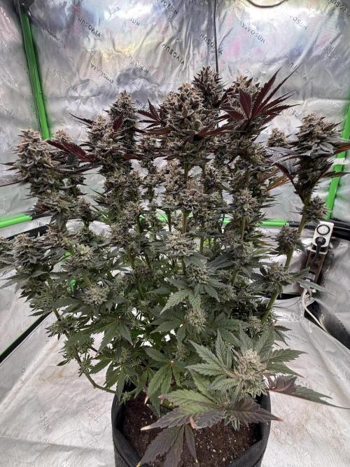 Cosmic Raiser. Week 16