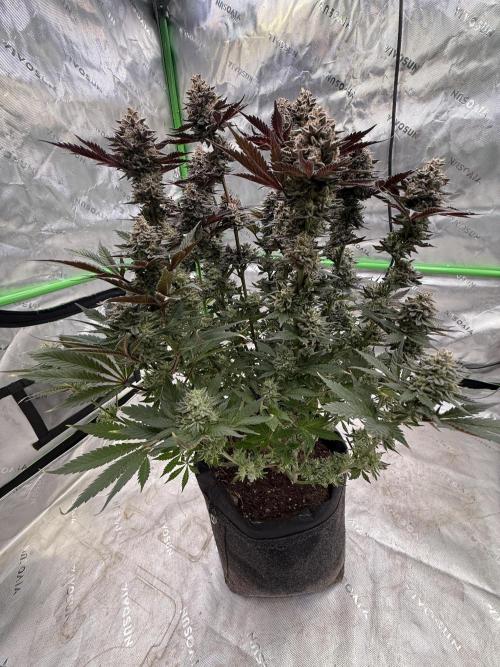 Cosmic Raiser. Week 16