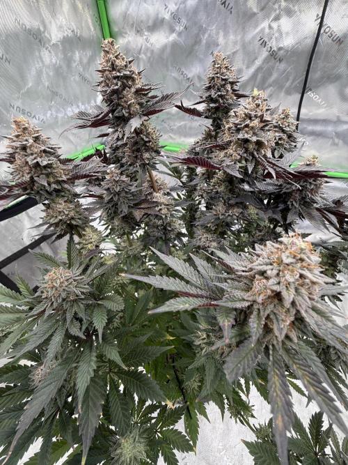 Cosmic Raiser. Week 16