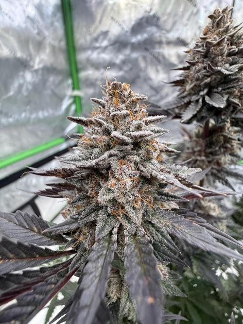 Cosmic Raiser. Week 16