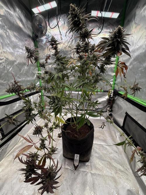 Cosmic Raiser. Week 16
