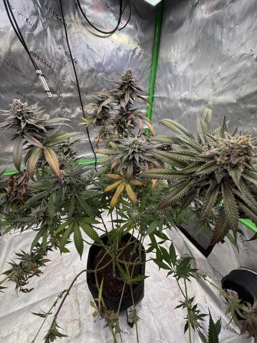 Cosmic Raiser. Week 16