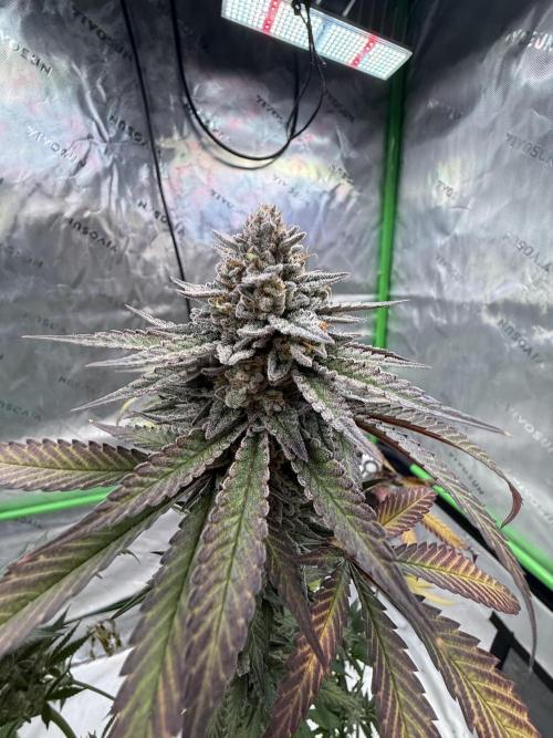Cosmic Raiser. Week 16