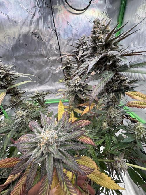 Cosmic Raiser. Week 16