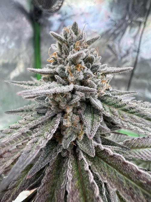 Exotic Seed - Cosmic Raiser  door Just_Rabbit