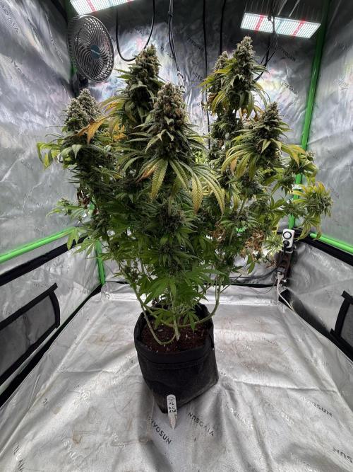 Devils Cookies (SSSC US Strain Cup). Week 16