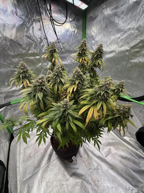 Devils Cookies (SSSC US Strain Cup). Week 16