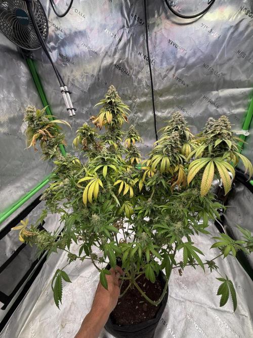 Devils Cookies (SSSC US Strain Cup). Week 16