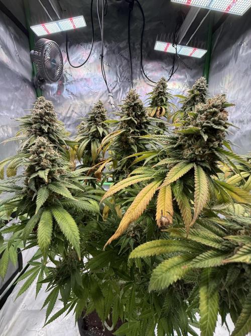 Devils Cookies (SSSC US Strain Cup). Week 16