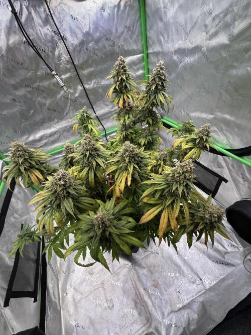 Devils Cookies (SSSC US Strain Cup). Week 16