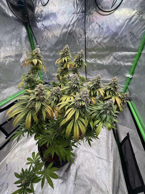 Devils Cookies (SSSC US Strain Cup). Week 16
