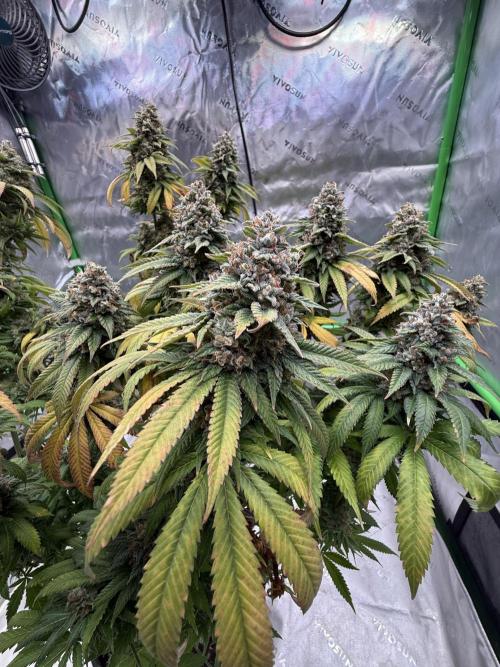 Devils Cookies (SSSC US Strain Cup). Week 16