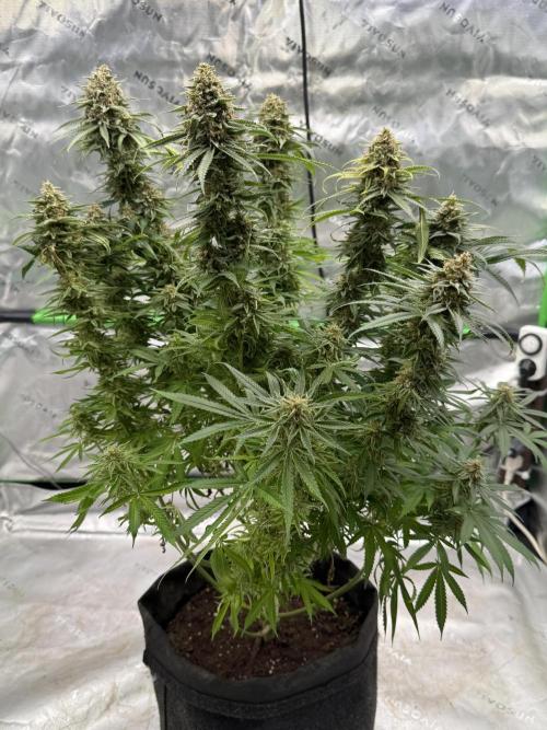 Devils Cookies (SSSC US Strain Cup). Week 16