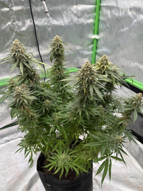 Devils Cookies (SSSC US Strain Cup). Week 16
