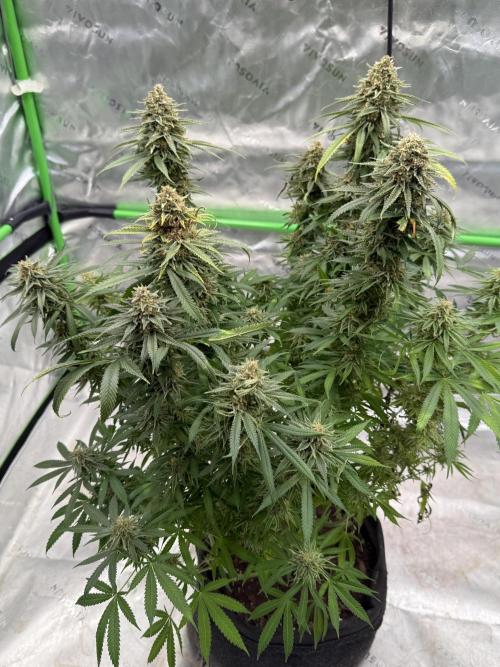Devils Cookies (SSSC US Strain Cup). Week 16