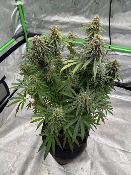 Devils Cookies (SSSC US Strain Cup). Week 16