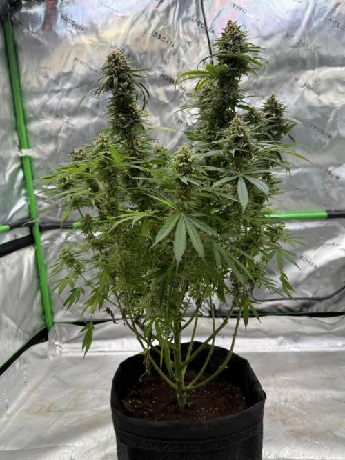 Devils Cookies (SSSC US Strain Cup). Week 16