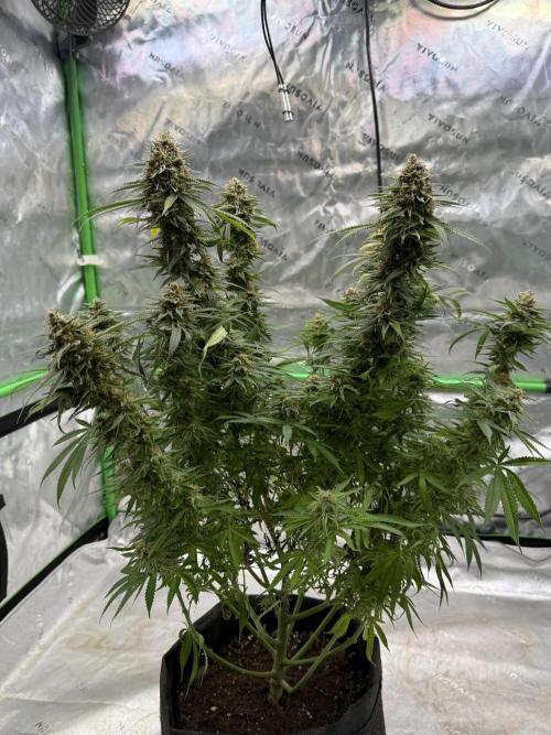 Devils Cookies (SSSC US Strain Cup). Week 16