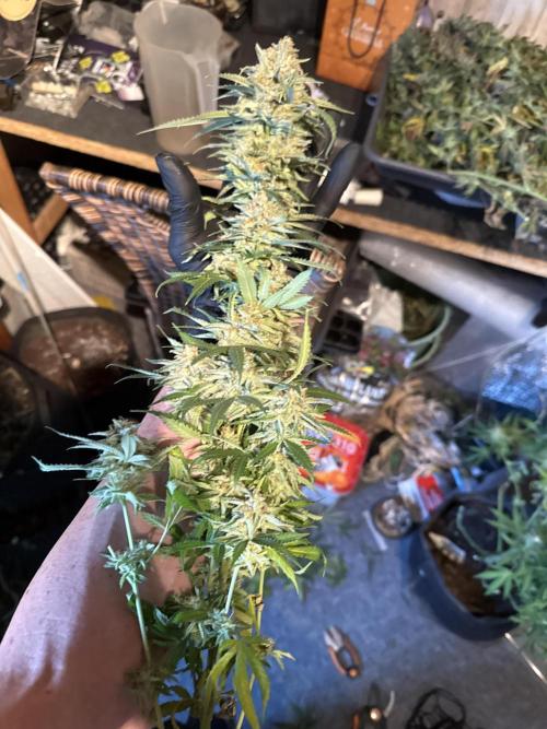 Devils Cookies (SSSC US Strain Cup). Week 16