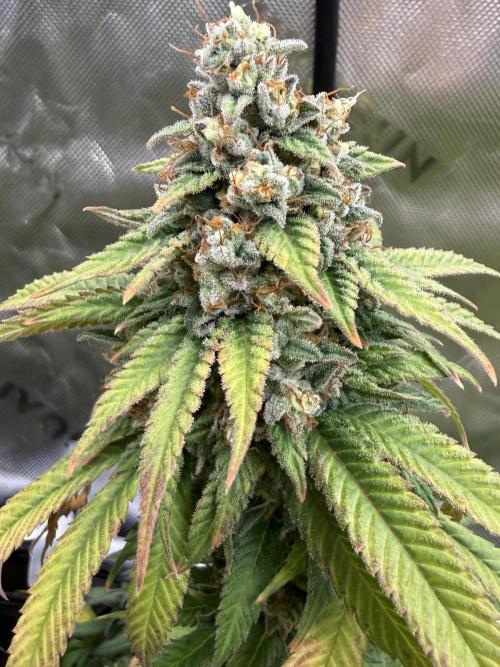 Devils Cookies (SSSC US Strain Cup). Week 16