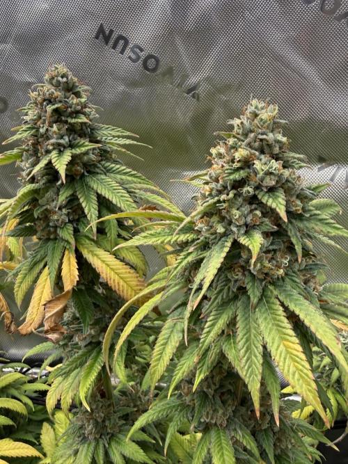 Devils Cookies (SSSC US Strain Cup). Week 16