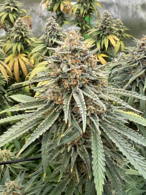 Devils Cookies (SSSC US Strain Cup). Week 16