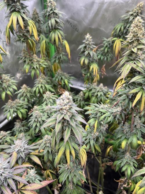 Devils Cookies (SSSC US Strain Cup). Week 16