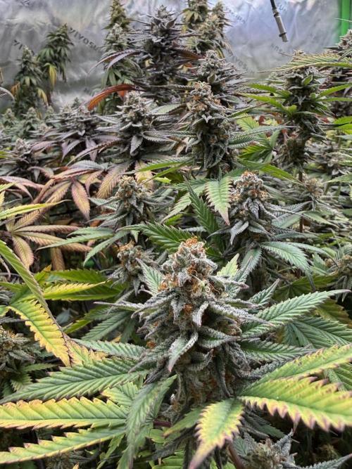 Devils Cookies (SSSC US Strain Cup). Week 16