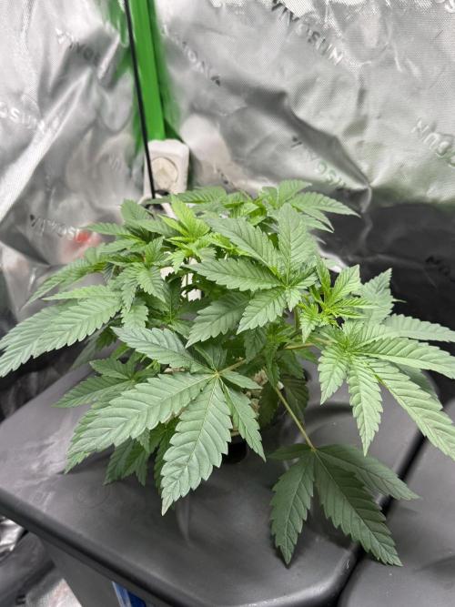 Sensi Star by Paradise Seeds. Week 3