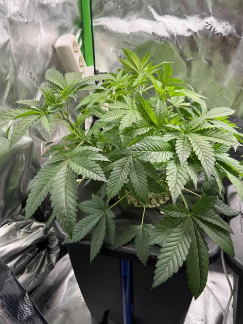 Sensi Star. Week 4
