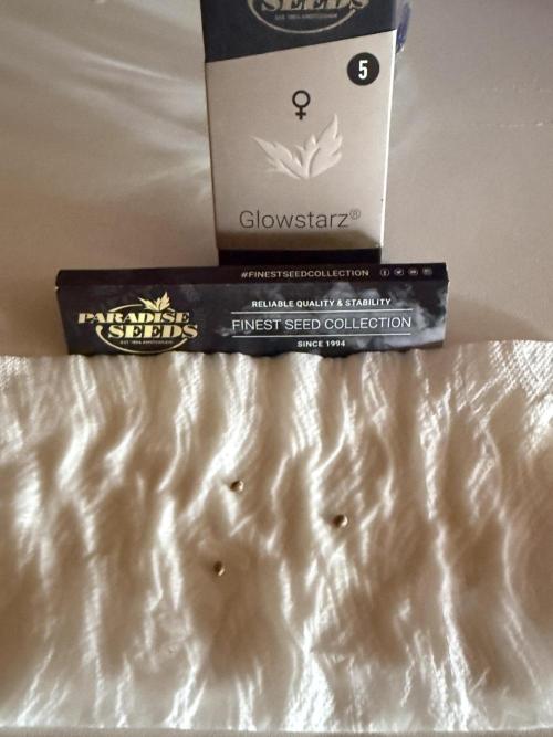 Glowstarz by Paradise Seeds. Week 0