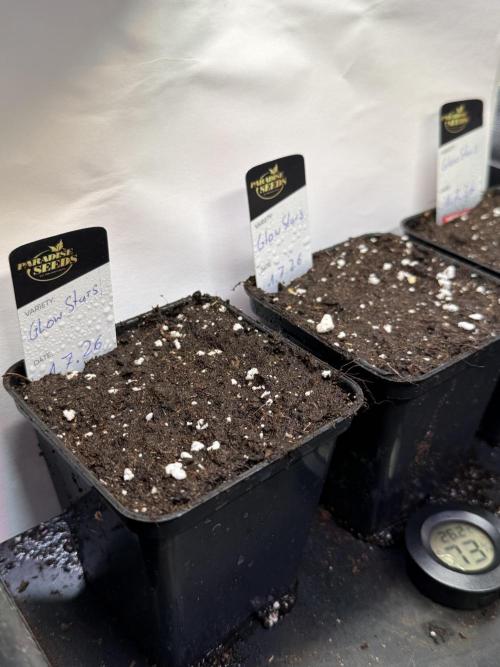 Glowstarz by Paradise Seeds. Week 0