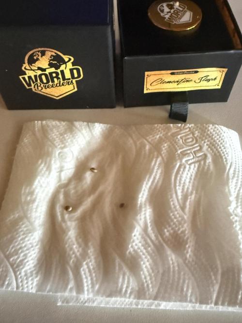 Clementine Slush by World Breeder. Week 0