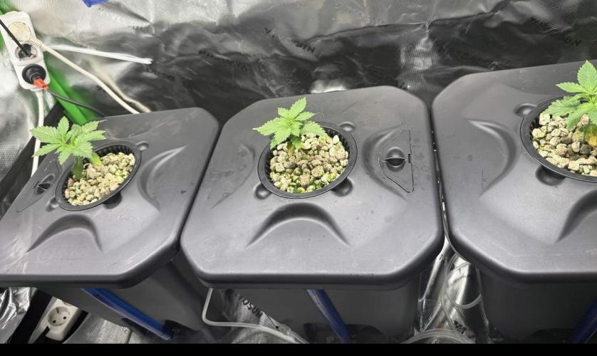 Sensi Star. Week 5